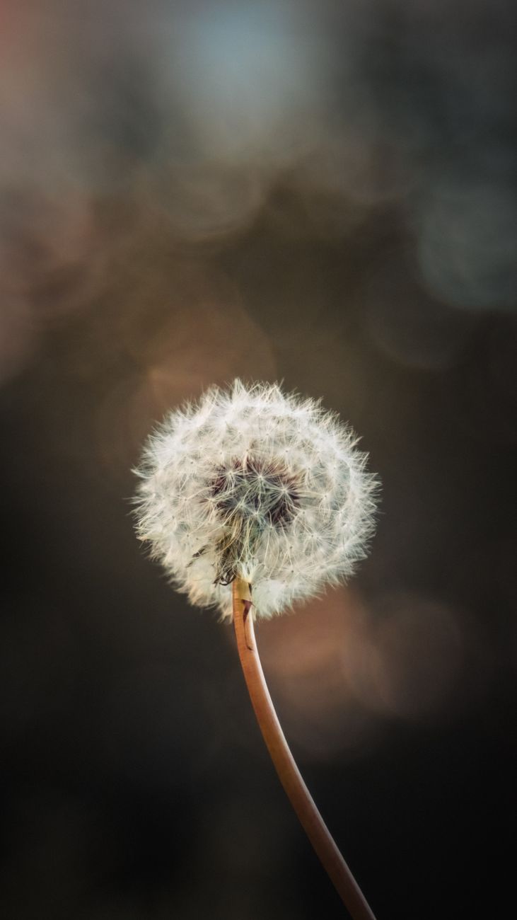 A detailed macro shot of a delicate dandelion seed head against a soft background, highlighting its natural beauty.