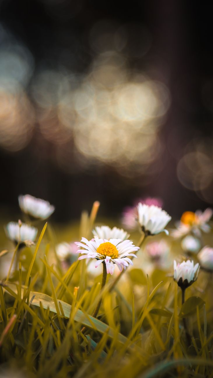 Close-up view of daisy flowers in a sunlit field with a bokeh background, capturing the essence of spring.. pexels, close, vi