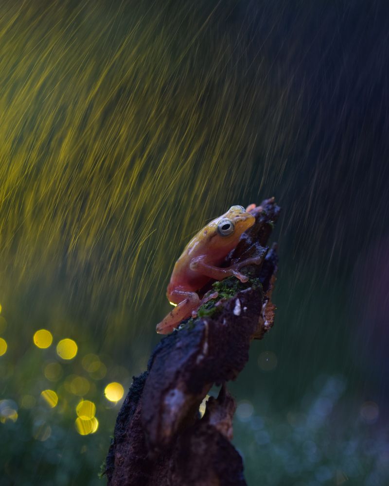 Rain Frog Photos, Download The BEST Free Rain Frog Stock Photos & HD Images