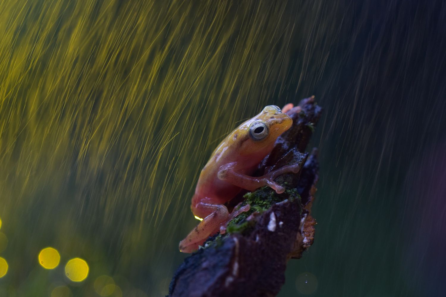 Spring Rain Frog Rain Frog Photos, Download The BEST Free Rain Frog Stock Photos & HD Images