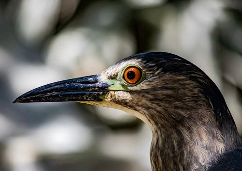 Free Detailed close-up of a Black-Crowned Night Heron with striking orange eye. Stock Photo