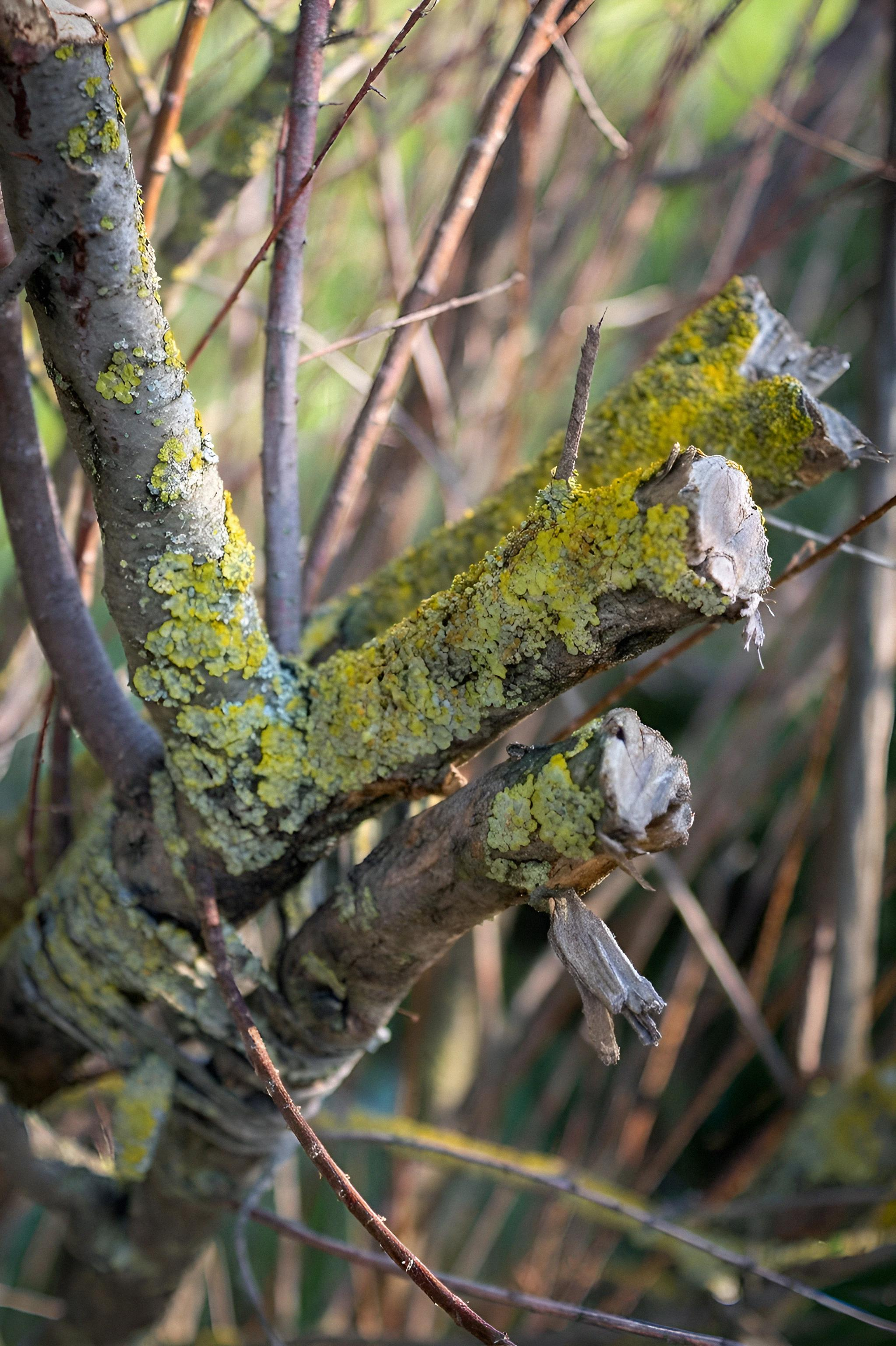 Detailed shot of tree branch covered in yellow-green lichen during bright spring day.
