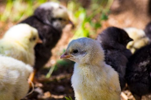 Free Adorable yellow chick surrounded by others in a sunny outdoor setting. Stock Photo