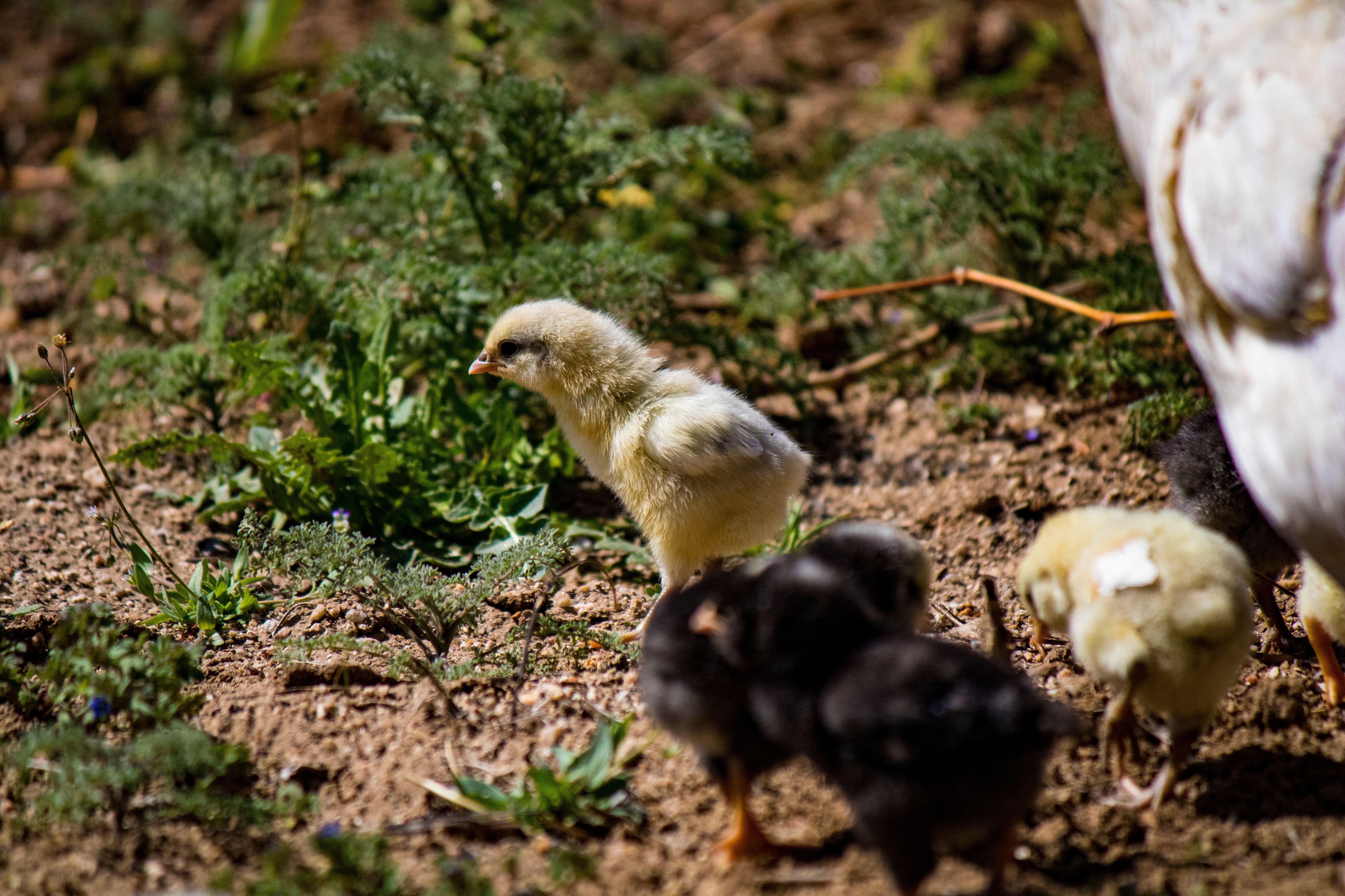 A cute chick exploring outdoors in lush greenery during springtime, showcasing natural beauty.