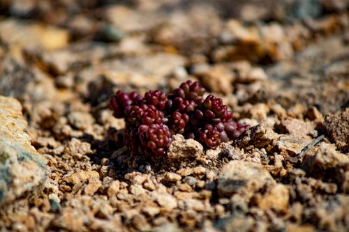 Free Detailed macro shot of a small purple succulent growing in a rocky landscape, showcasing natural resilience. Stock Photo