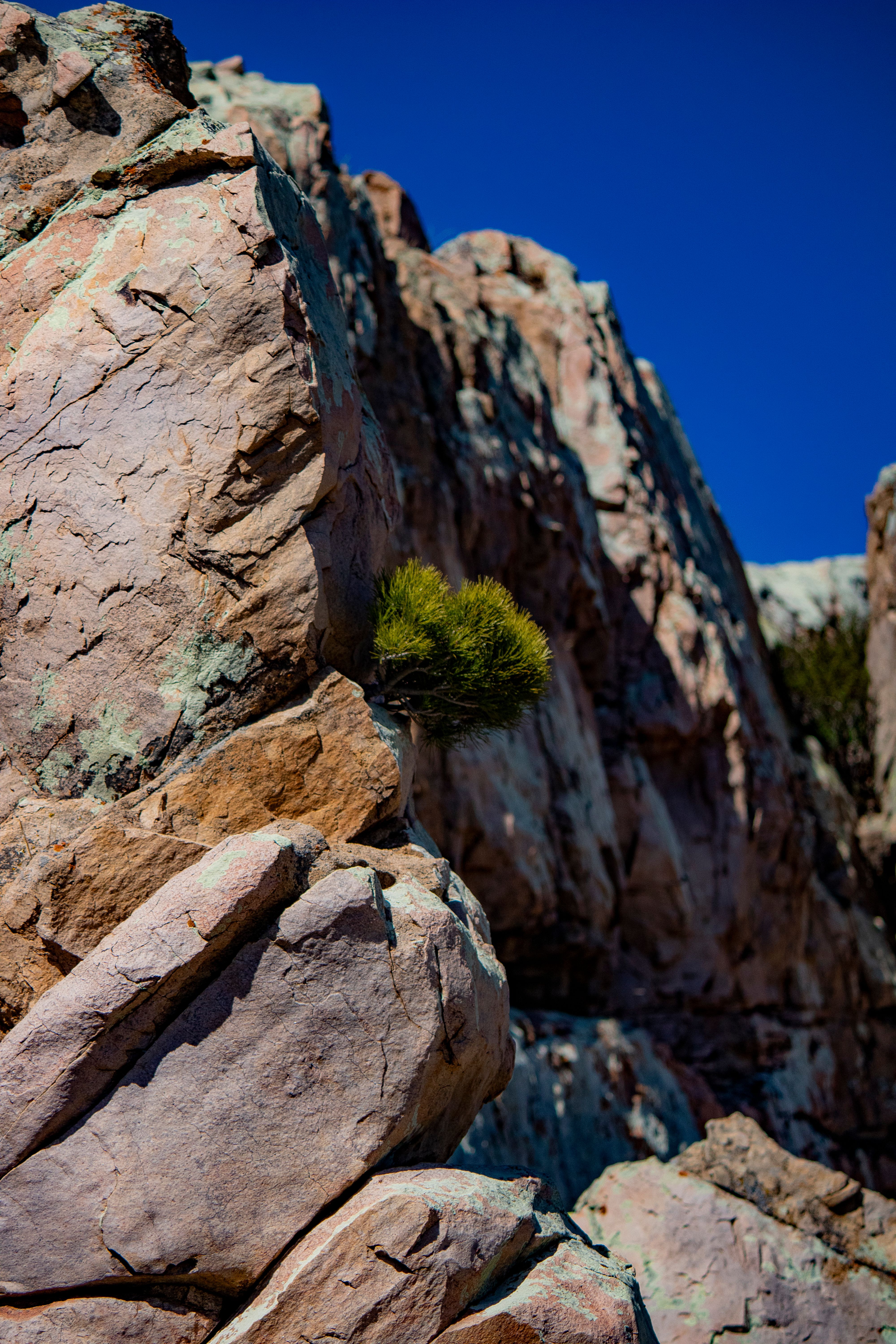 Solitary Tree on Rocky Cliff Under Blue Sky · Free Stock Photo