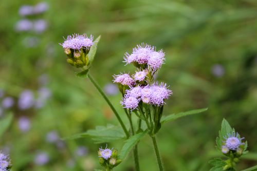 Free Close-up of purple wildflowers blooming in a natural outdoor setting Stock Photo