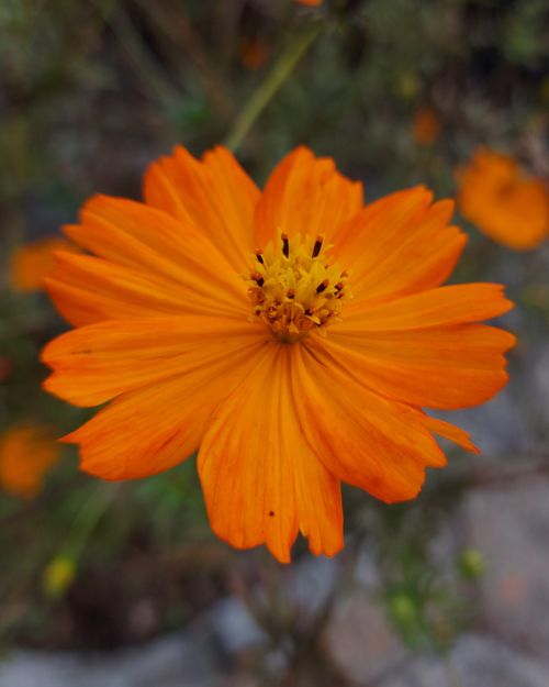 Free Close-up of a bright orange cosmos flower in full bloom with blurred natural background. Stock Photo