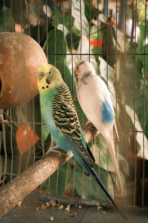 Free Two colorful parakeets perched in a birdcage with lush green backdrop. Stock Photo
