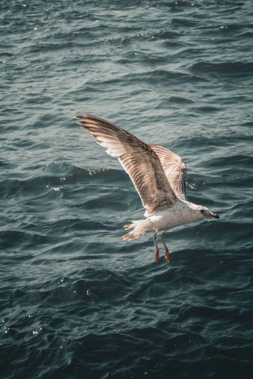 Free A seagull flying above the ocean with its wings spread wide, depicting freedom. Stock Photo