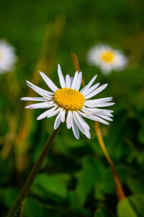 Free A vibrant white daisy in full bloom, showcasing its delicate petals and sunny yellow center. Stock Photo