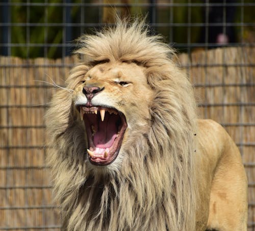 Free Lion Roaring Inside Cager Stock Photo