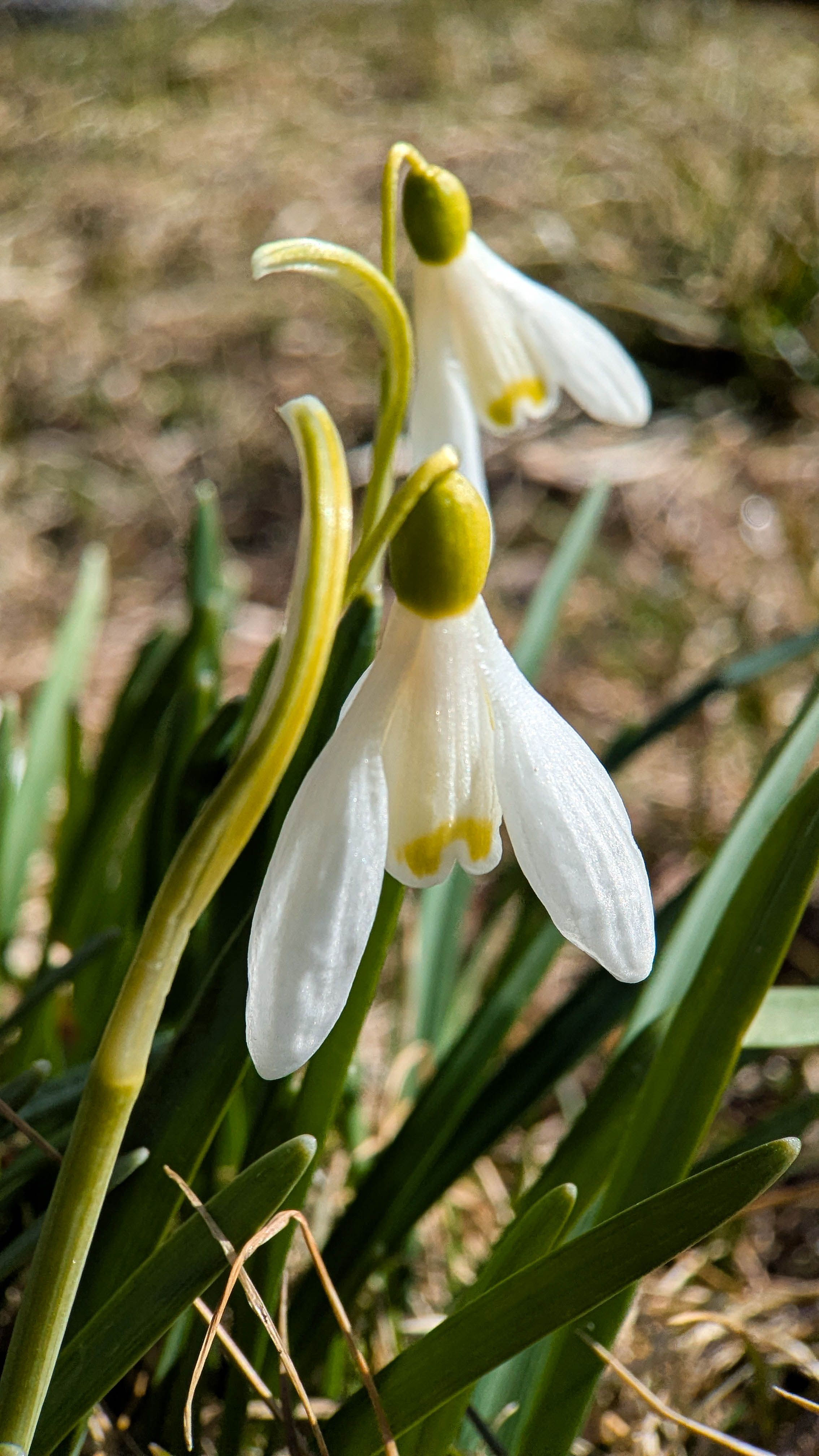 Detailed shot of snowdrop flowers blooming in early spring sunshine, highlighting nature's renewal.