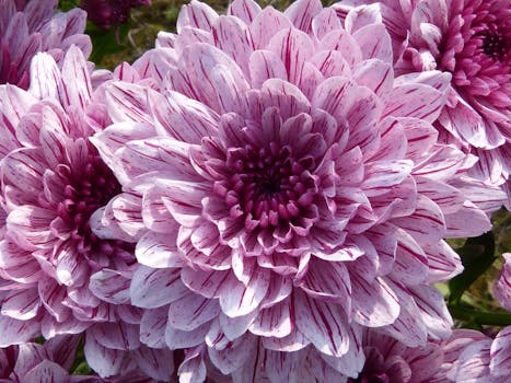 Purple Cluster Petal Flower