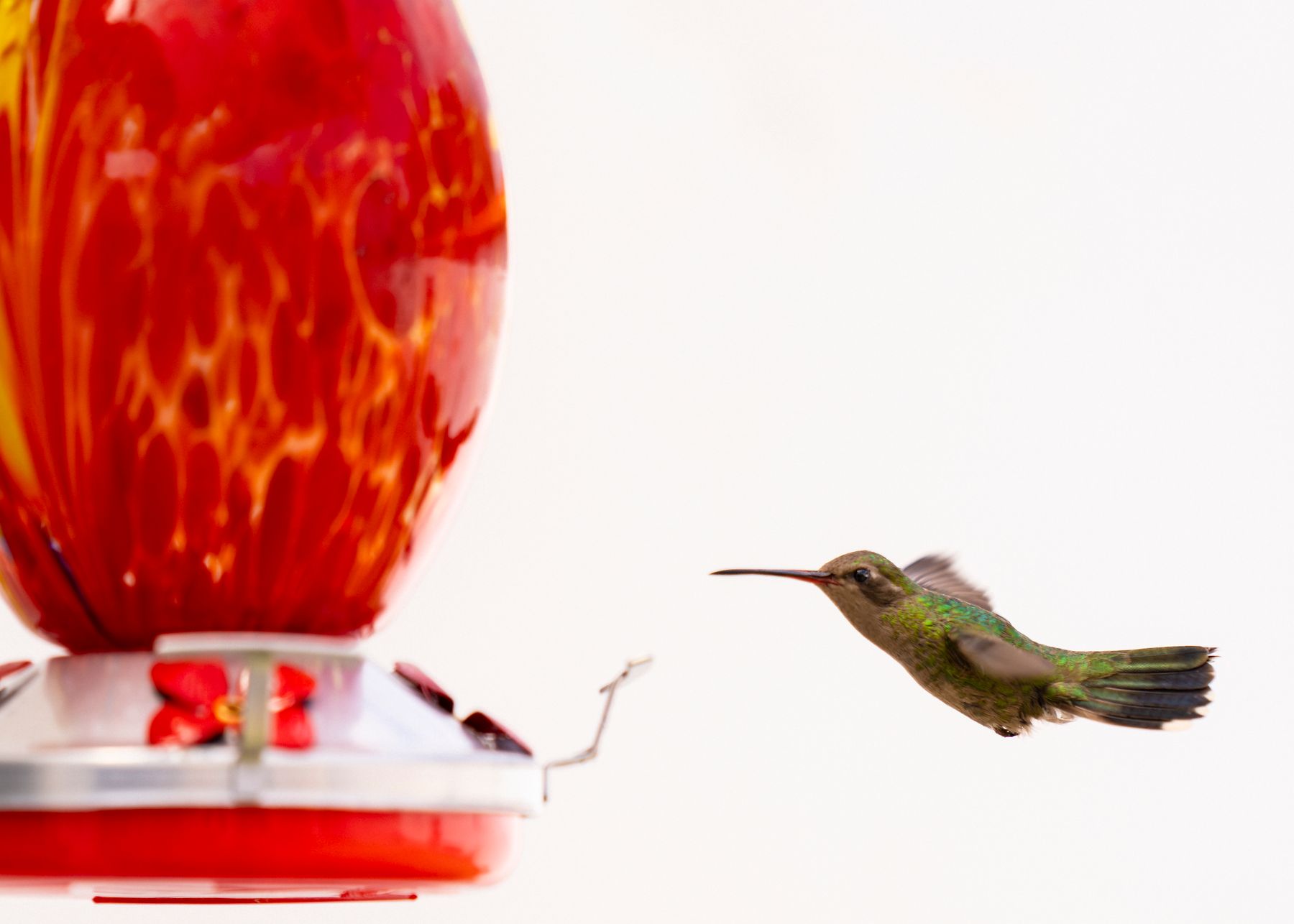 Hummingbird hovering beside a red nectar feeder
