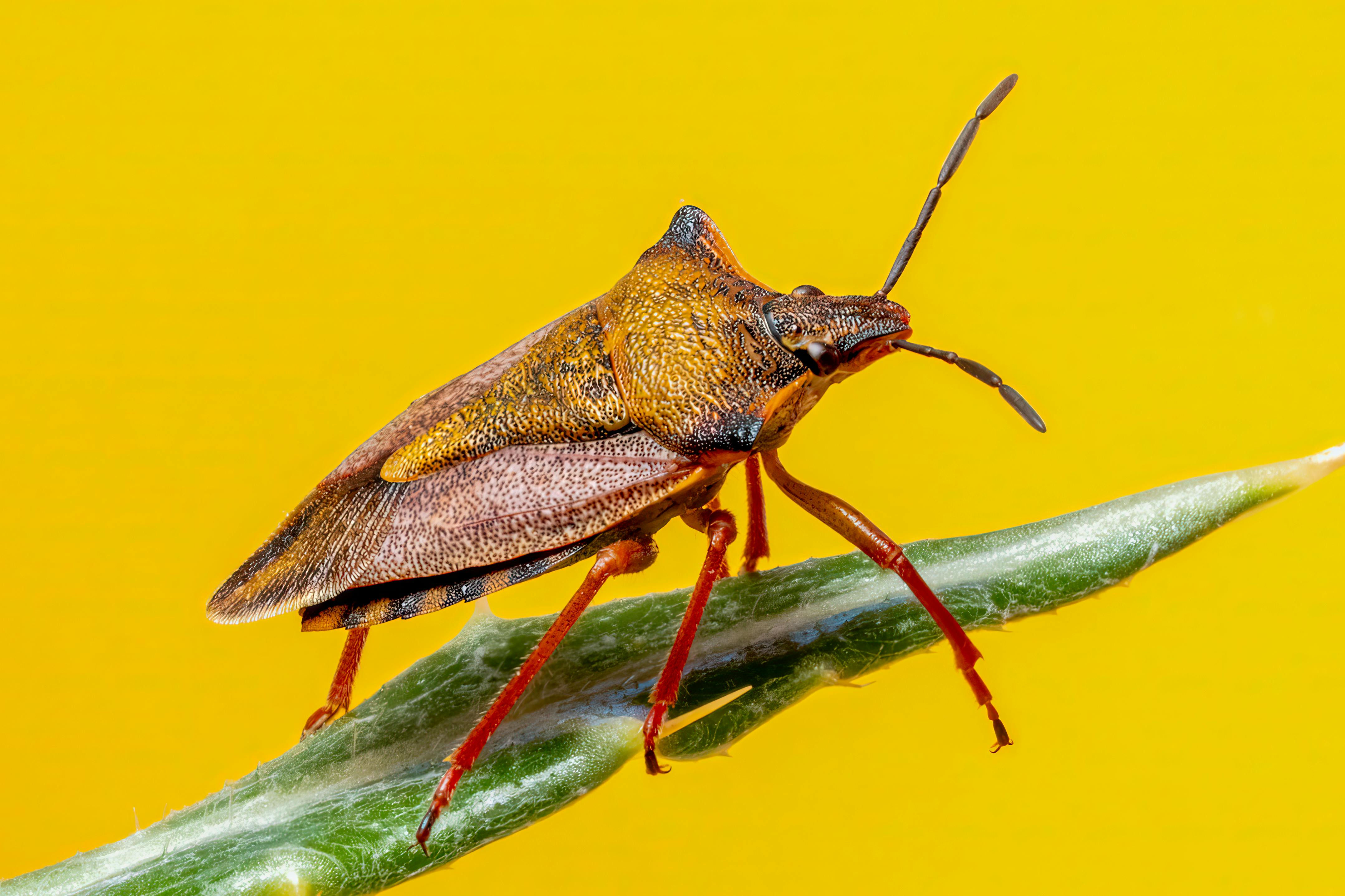 Detailed macro shot of a stink bug perched on a leaf against a vibrant yellow backdrop, showcasing its intricate features.