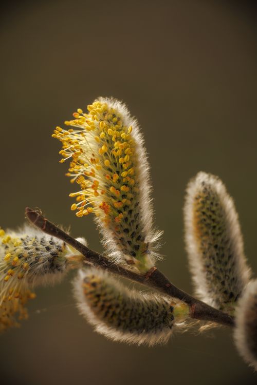 Free Detailed close-up of willow catkins with fuzzy texture and blooming yellow stamens in a natural outdoor setting. Stock Photo