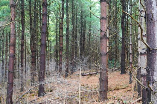 A serene view of a dense forest filled with tall pine trees in natural light.