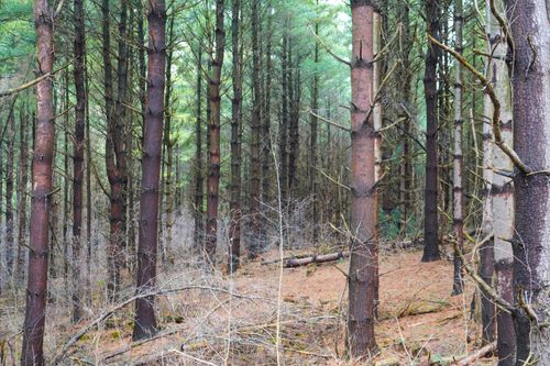 Free A serene view of a dense forest filled with tall pine trees in natural light. Stock Photo