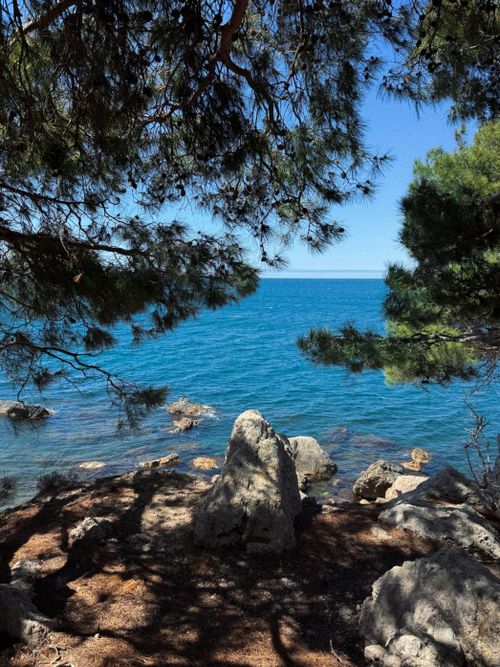 Free Tranquil ocean scene framed by pine trees and rocks along the coast. Stock Photo