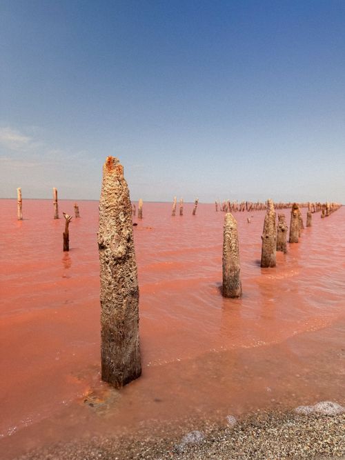 Free Beautiful pink salt lake with weathered wooden posts standing in the vibrant water under a clear blue sky. Stock Photo
