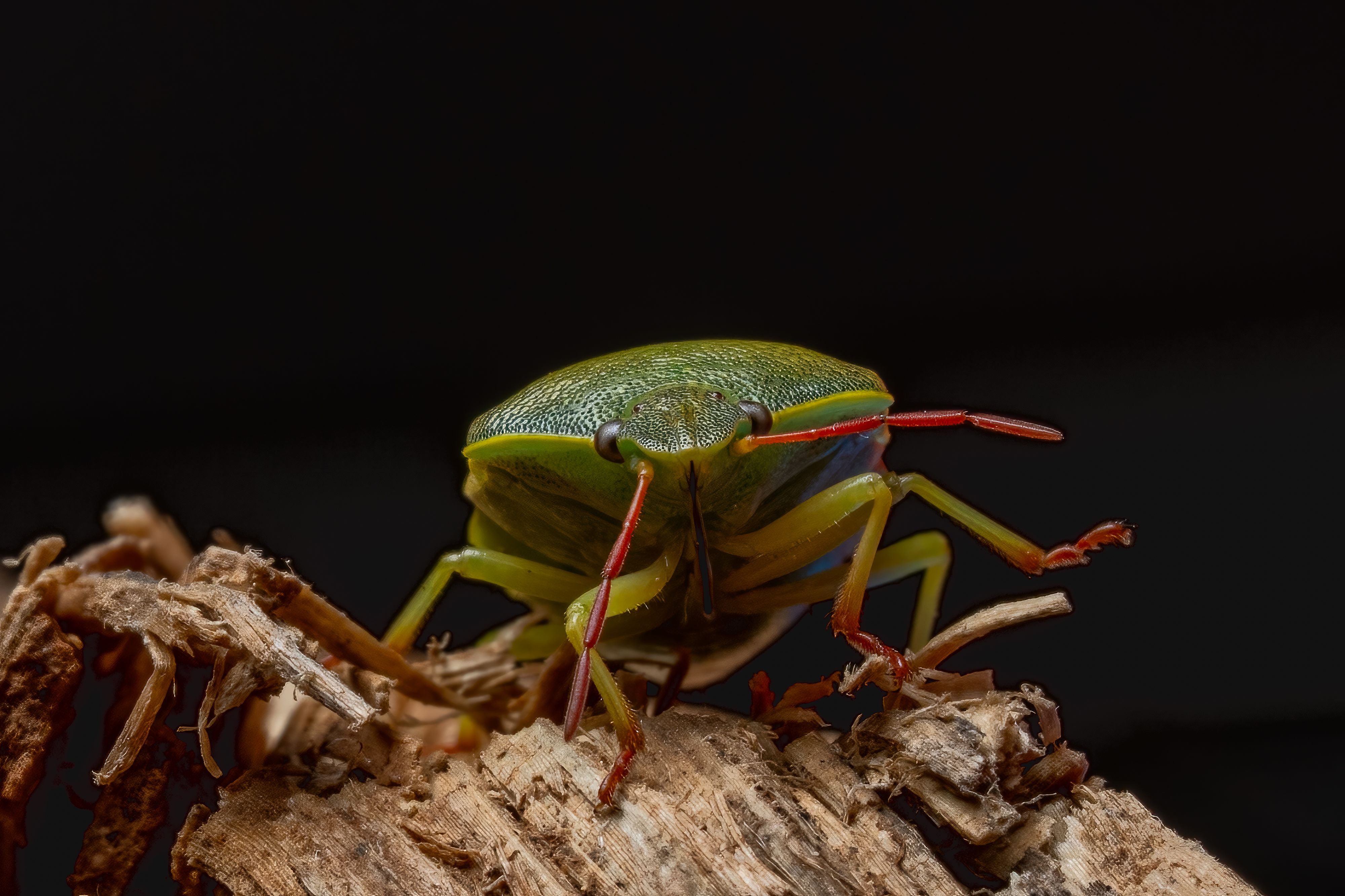 Macro Photography of Green Insect · Free Stock Photo