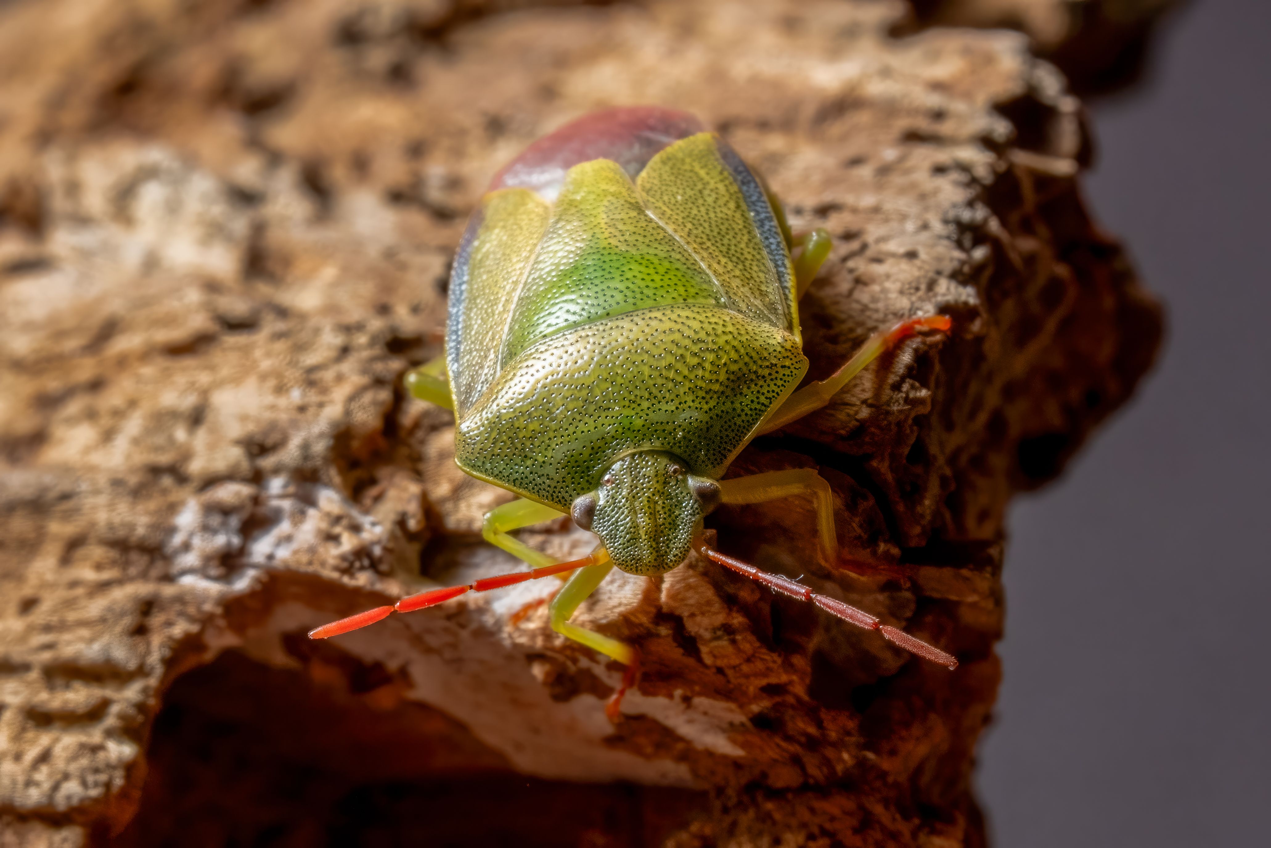 Close-up of a green stink bug on wood with vibrant colors and texture.