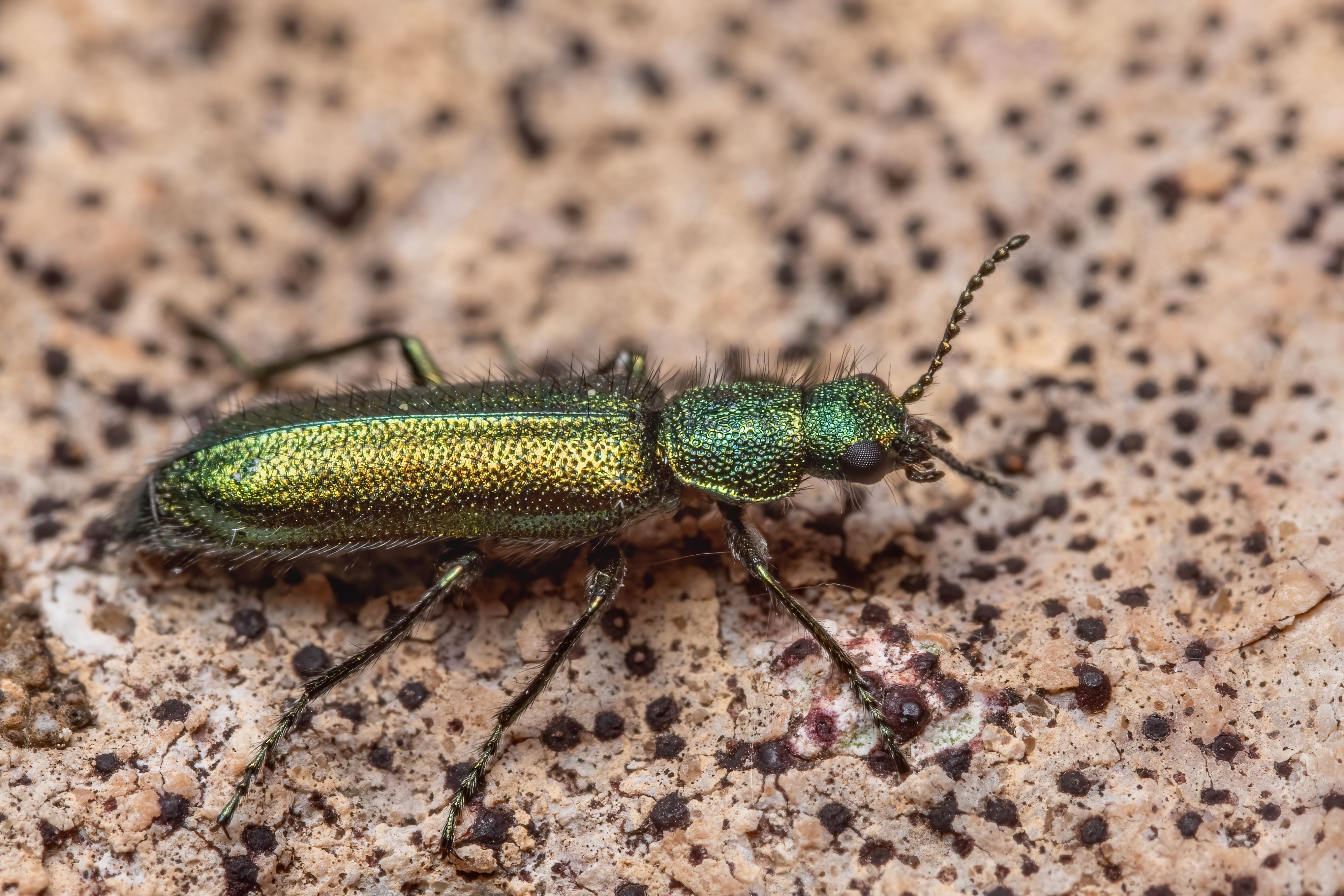 A close-up view of a metallic green beetle on a textured surface, highlighting intricate details and colors.