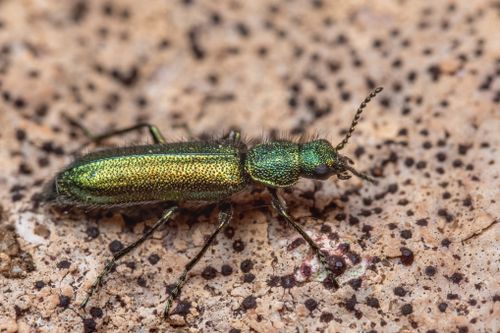 Free A close-up view of a metallic green beetle on a textured surface, highlighting intricate details and colors. Stock Photo
