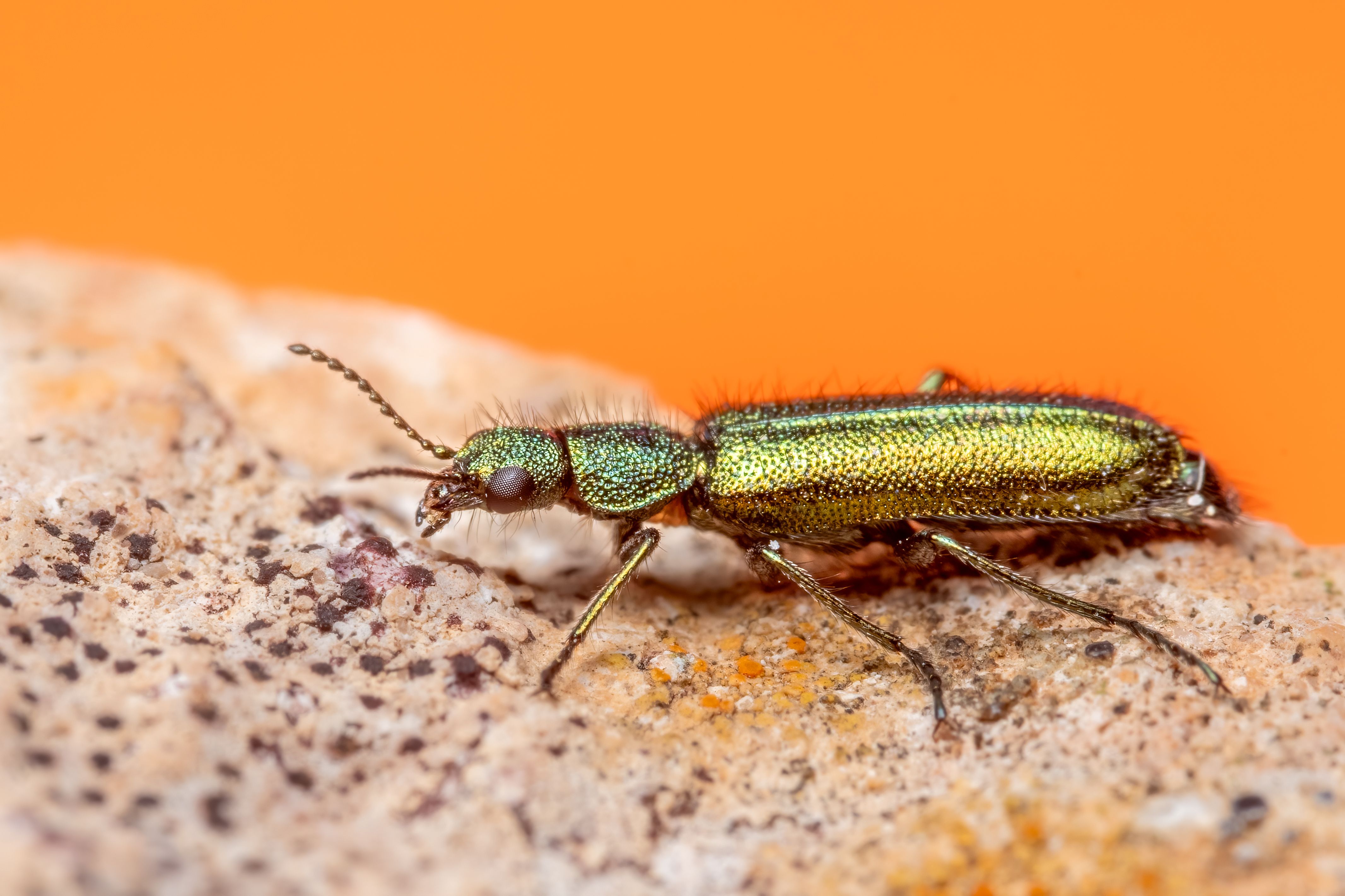 Macro shot of a metallic green beetle on a textured rock with an orange background.