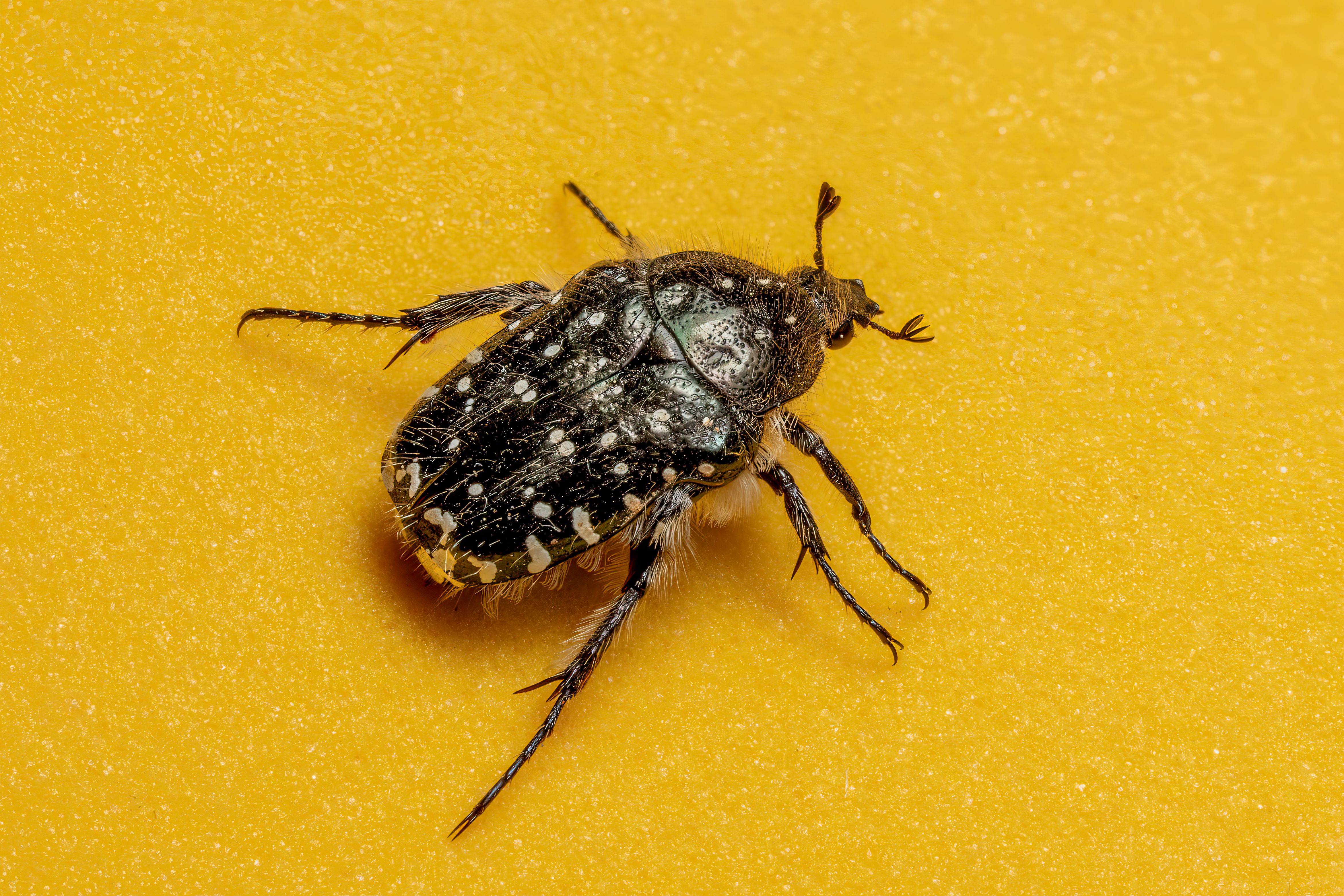 Macro Close-Up of a Black Hairy Beetle · Free Stock Photo