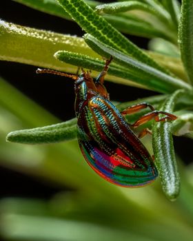 Close-up view of a vibrant metallic beetle perched on leaves, showcasing detailed iridescent colors.
