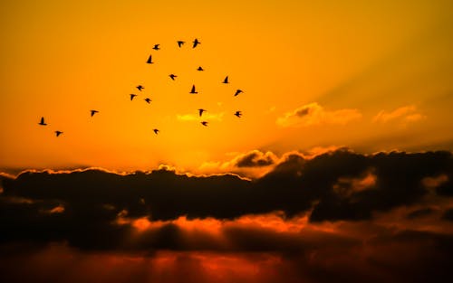 Massa Van Vogels Die Tijdens Zonsondergang Vliegen