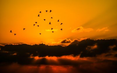 Flock of Birds Flying Under Sun and Clouds · Free Stock Photo