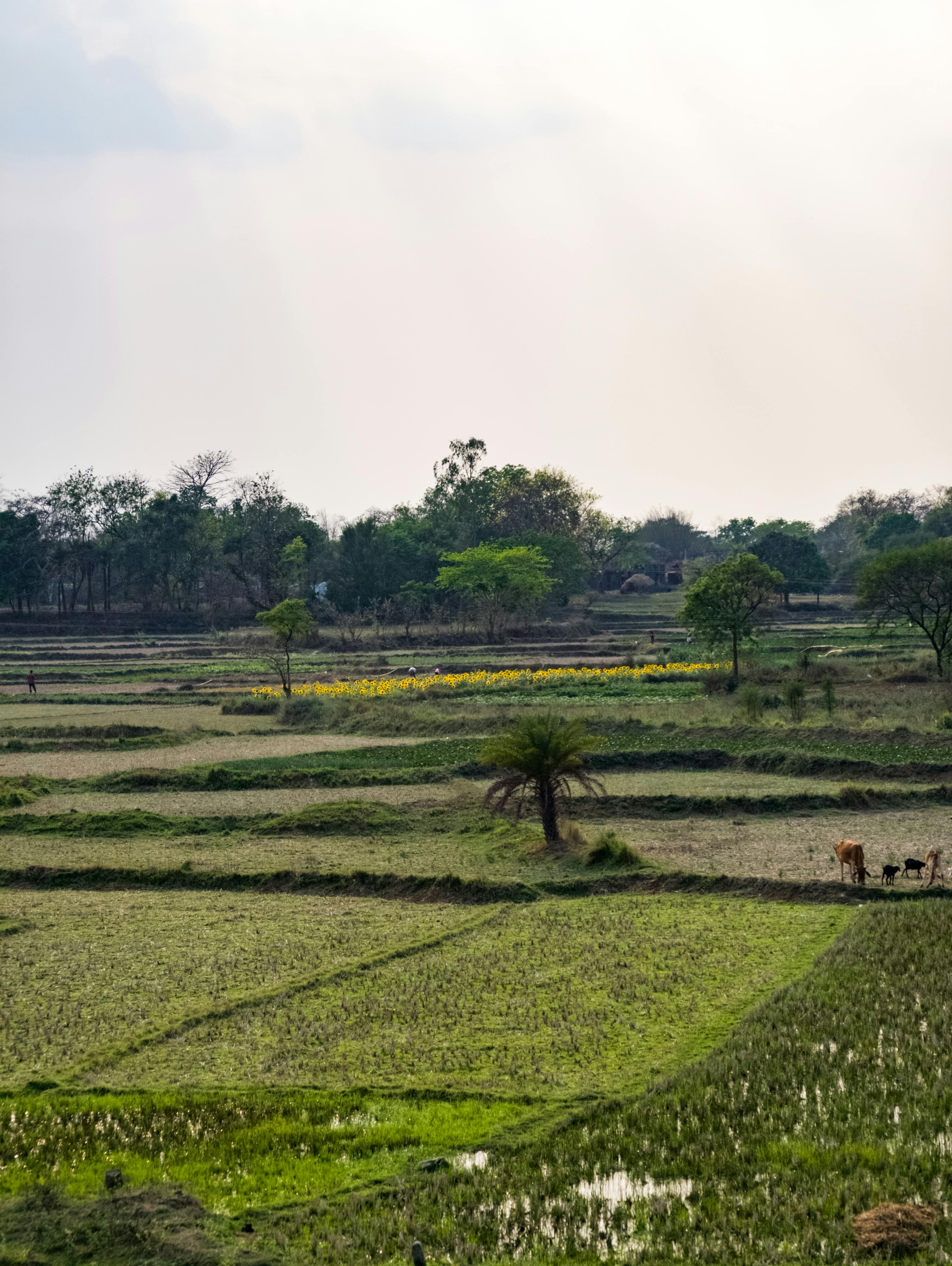 Indian farm landscape at golden hour