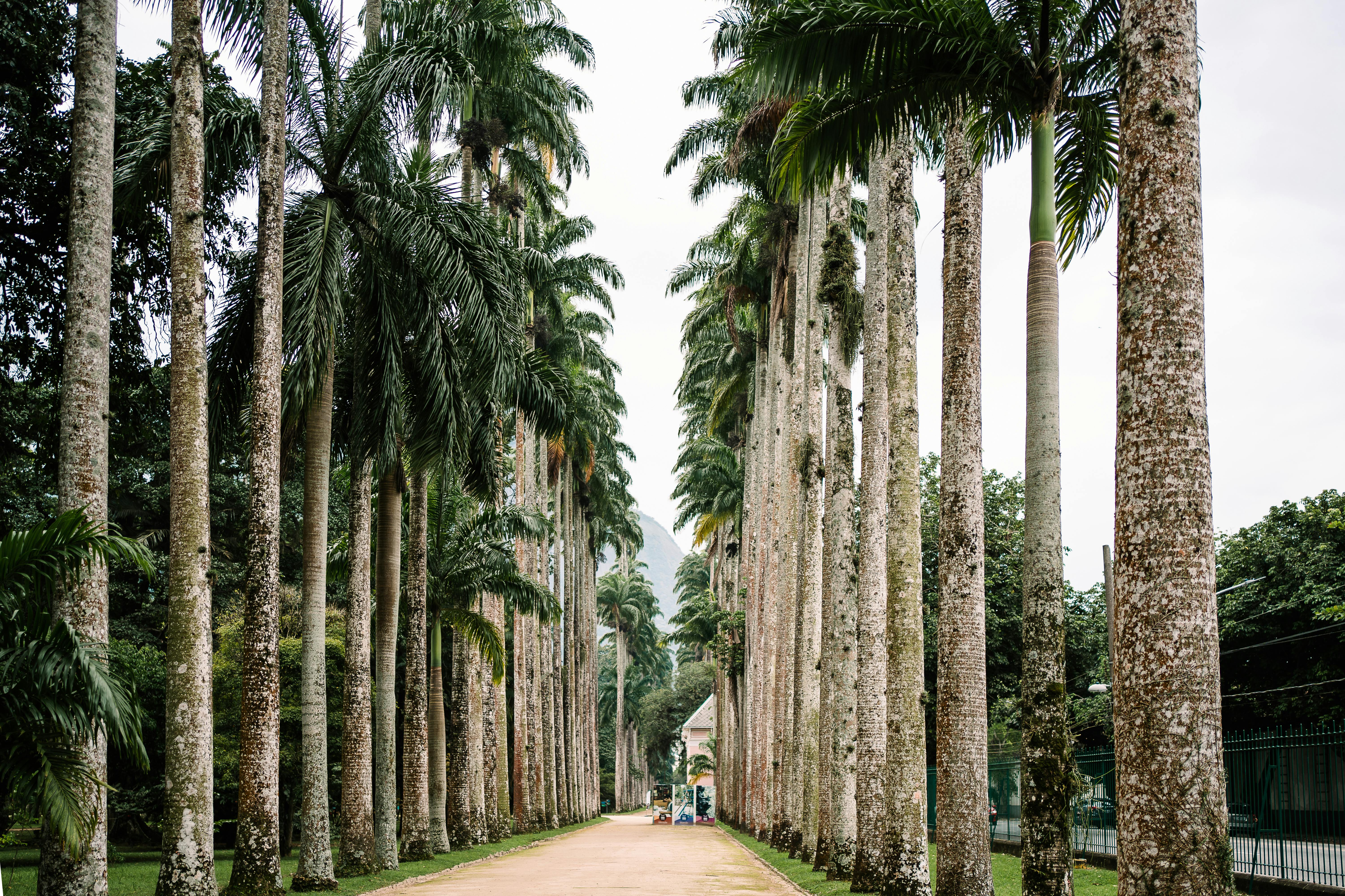 Jardin de Balata : visite du jardin botanique martiniquais