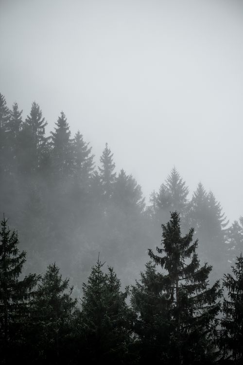 Free A tranquil view of pine trees enveloped in fog, evoking a sense of calm and mystery. Stock Photo