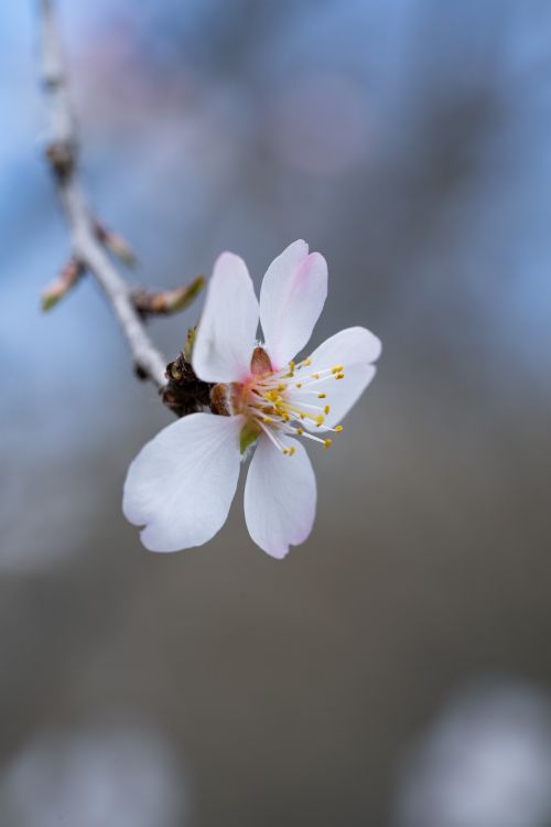 Free Close-up of a cherry blossom flower in early spring with blurred background. Stock Photo
