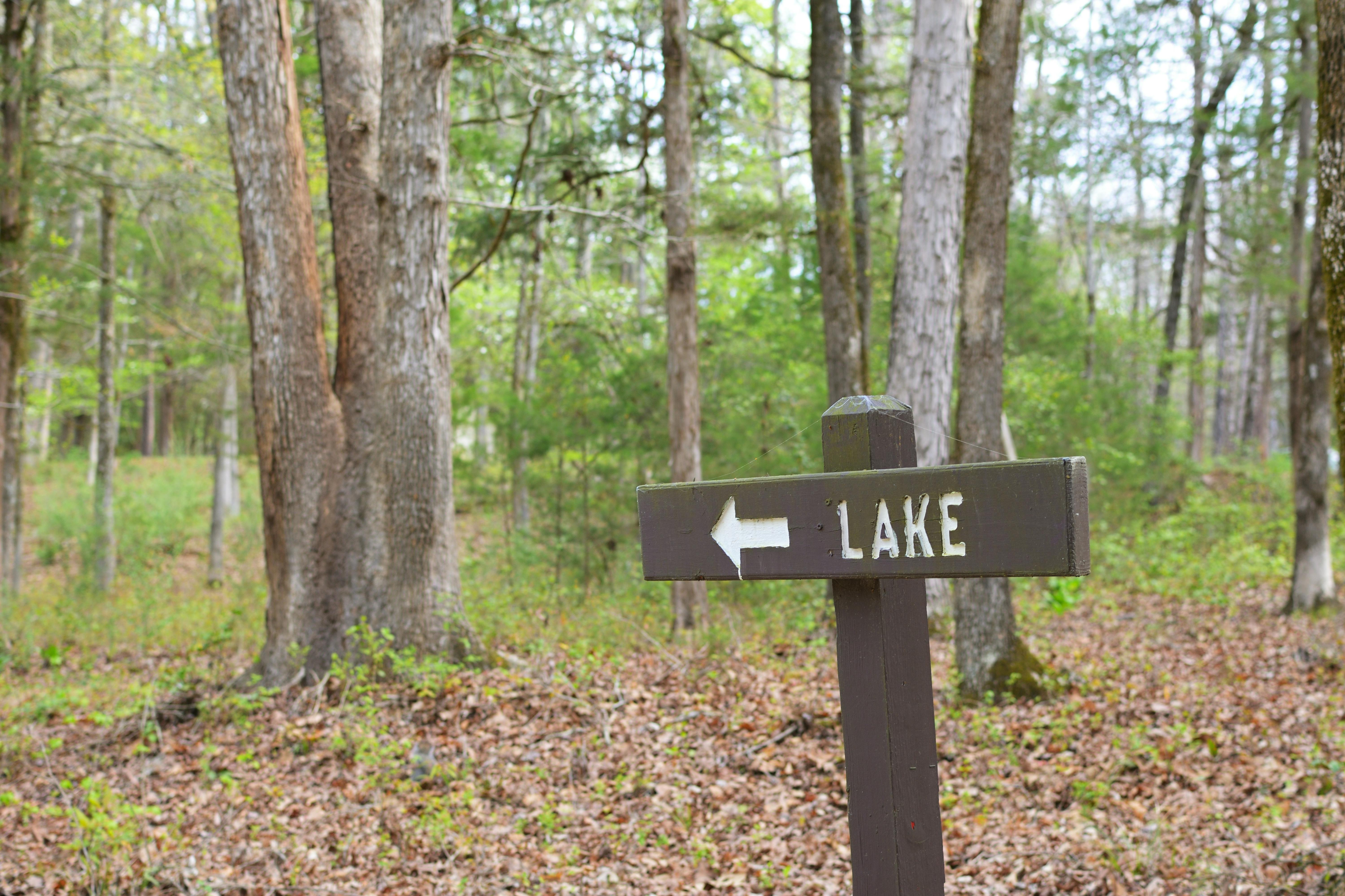 A wooden sign directs hikers towards a lake in a lush, green forest setting.