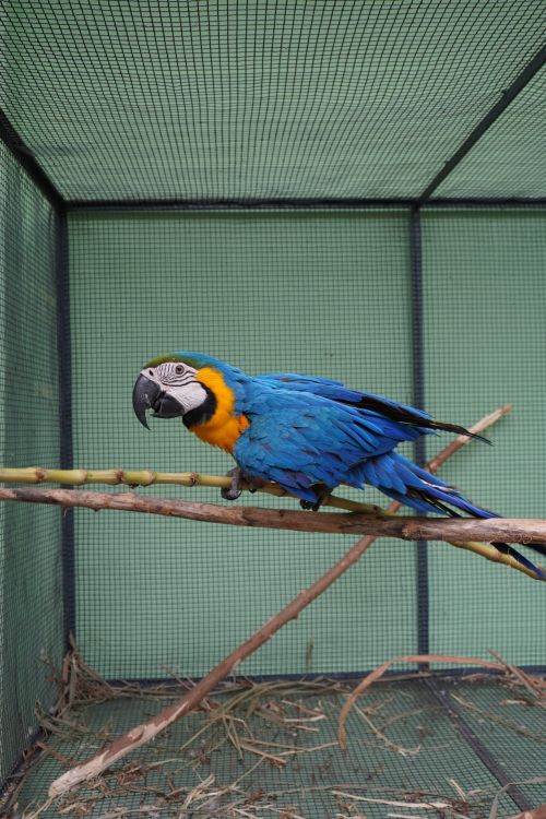 Free Vibrant blue and yellow macaw perched on branch inside an aviary in Annaram, India. Stock Photo