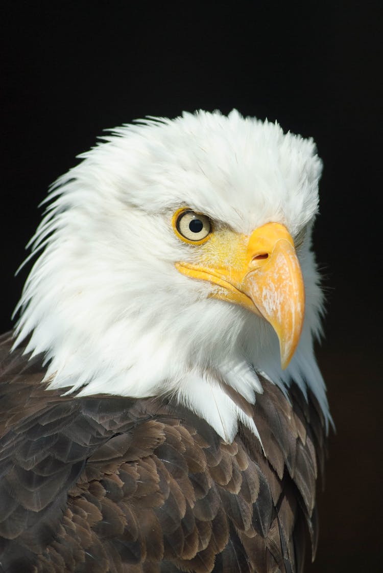 Black And White Eagle