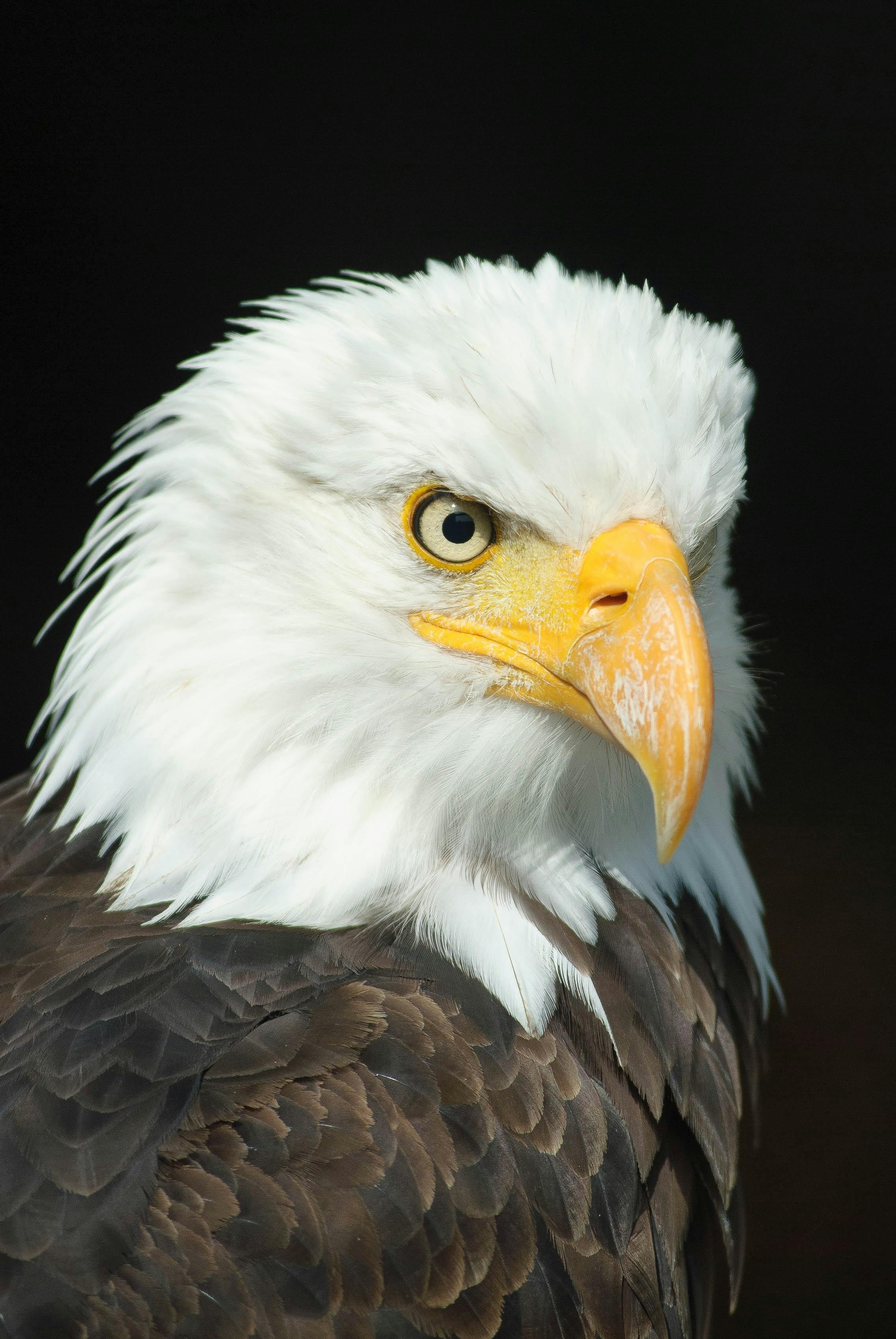 Black and White Eagle · Free Stock Photo