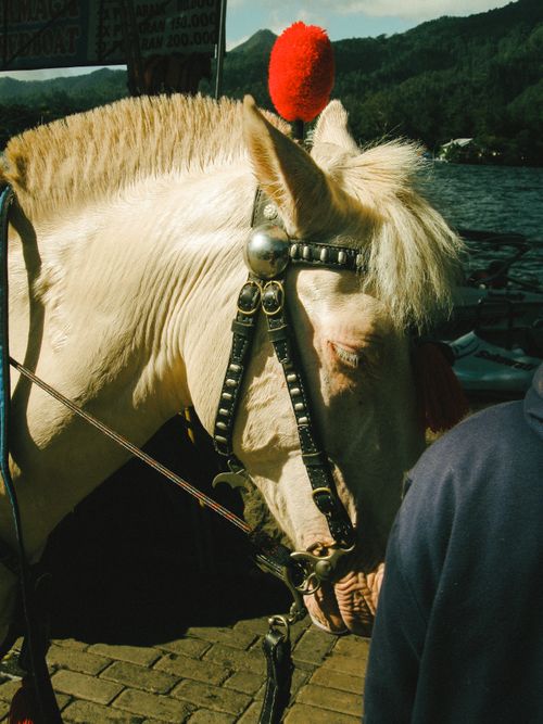 Free Captivating image of a white horse adorned with a red feather, captured outdoors near a mountain lake. Stock Photo