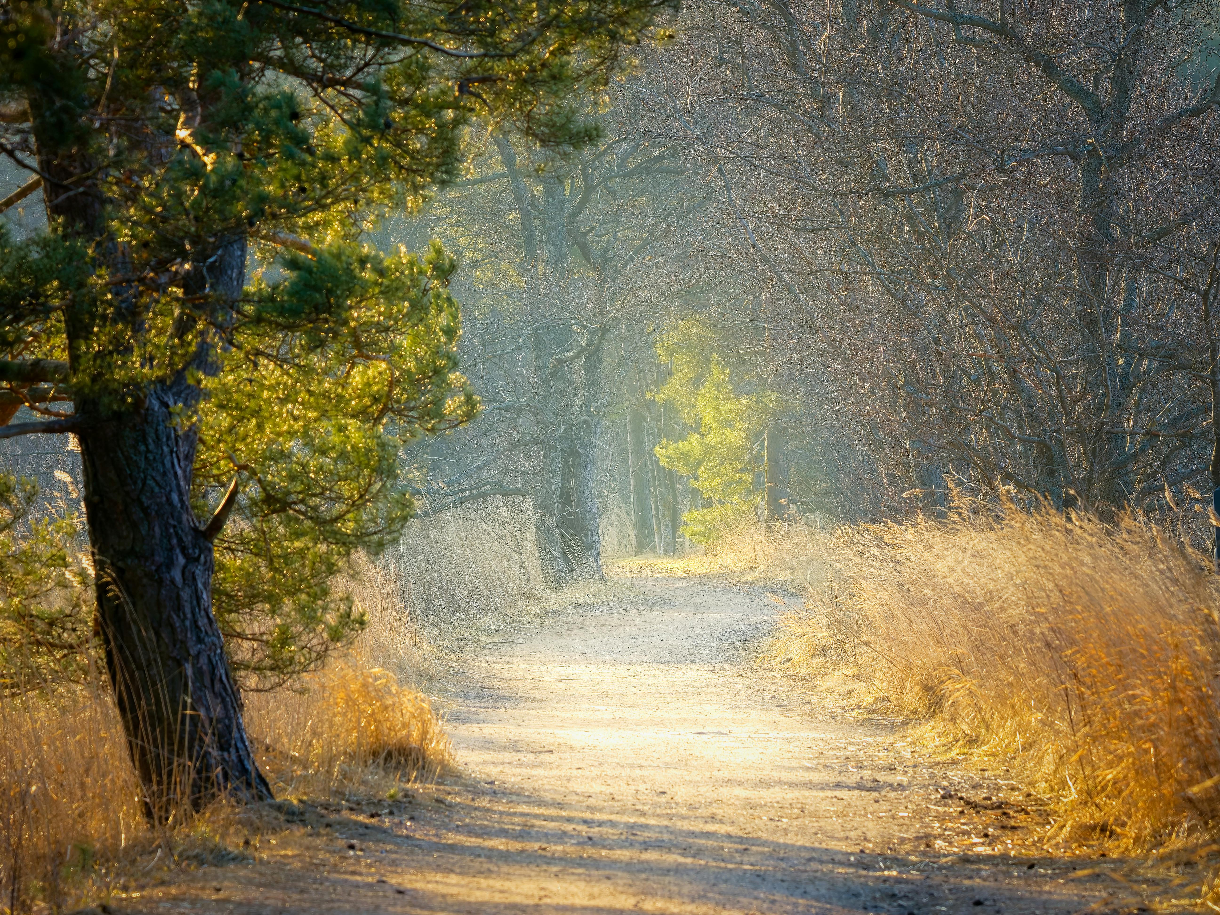 Healthspan White Paper: The Data-Driven Path to Longevity — Photo by Mika Laukkanen on Pexels