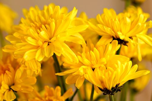 Free Close-up of bright yellow chrysanthemums showcasing vibrant petals and lush blooms. Stock Photo