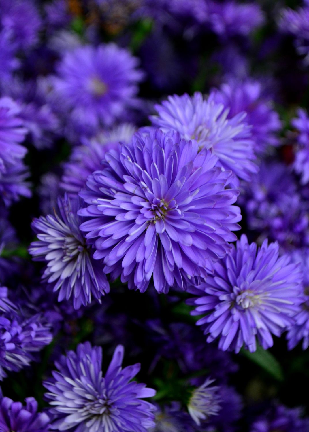 Beautiful Purple Aster Flowers in Full Bloom · Free Stock Photo