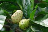Noni / Morinda Extract