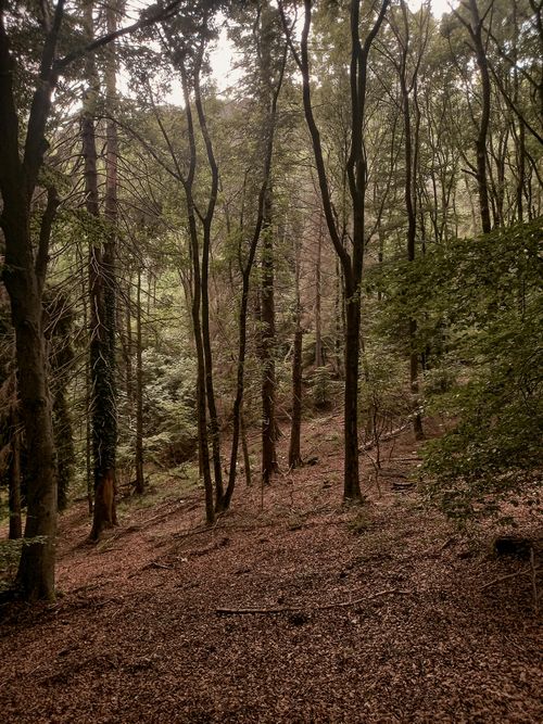 Free Serene autumn forest landscape with tall trees and fallen leaves. Stock Photo