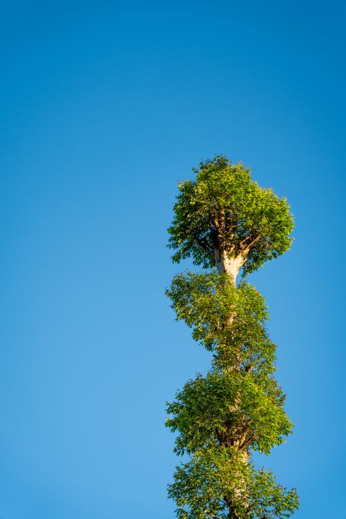 Free A lone tree stands tall against a perfectly clear blue sky in Sri Lanka, emphasizing nature's simplicity. Stock Photo
