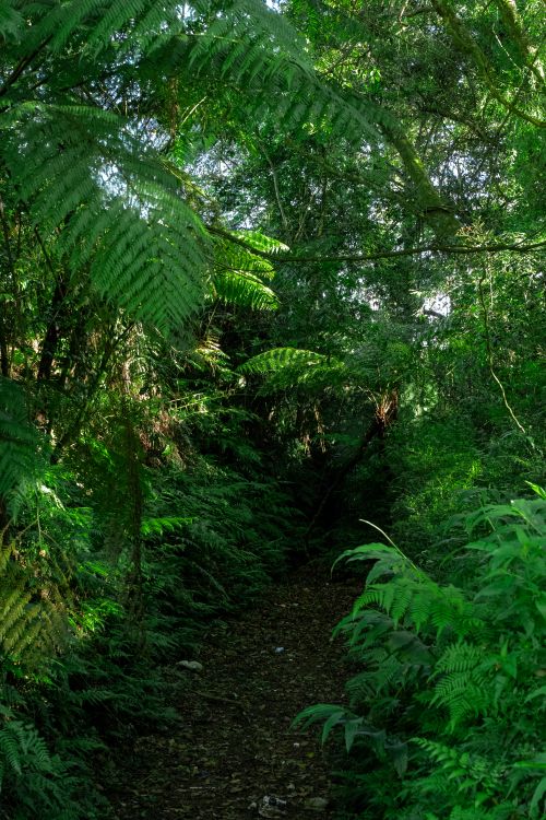 Free Explore the serene beauty of a lush and dense forest pathway in Sri Lanka's vibrant natural landscape. Stock Photo